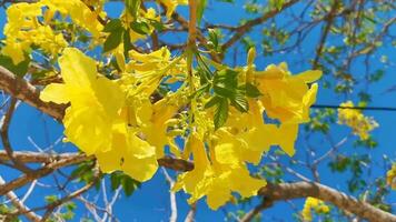 Beautiful tropical tree with yellow flowers blue sky in Mexico. video