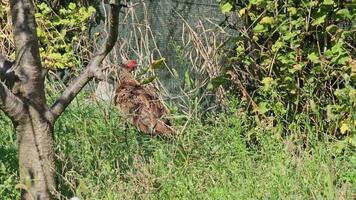 wild fazanten phasianus colchicus in beweging door de gras op zoek voor voedsel Aan een warm zonnig dag. video