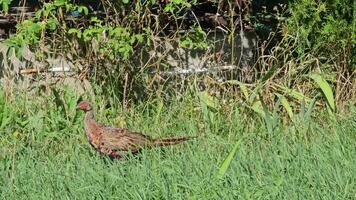 Wild Pheasants Phasianus colchicus moving through the grass looking for food on a warm sunny day. video