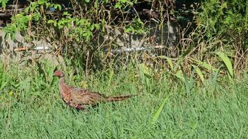 salvaje faisanes phasianus colchicus Moviente mediante el césped mirando para comida en un calentar soleado día. video