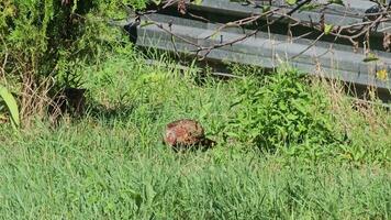 wild fazanten phasianus colchicus in beweging door de gras op zoek voor voedsel Aan een warm zonnig dag. video