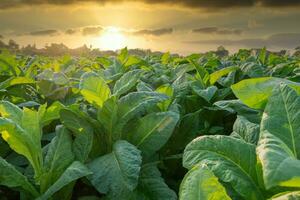 tabaco creciente en campo, tabaco industria para agricultura y exportar. foto