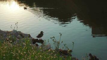 selvagem patos em a costa do a reservatório dentro seus natural habitat, dentro a raios do a Sol. video