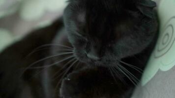 A black cat licks its fur with its tongue and washes it with its paw. video