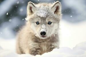 A Cute wolf baby  in winter snow. Generative AI. photo