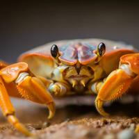 Closeup of a Beach Crab Generative AI photo