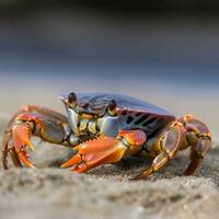 Closeup of a Beach Crab Generative AI photo
