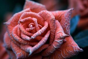 Exotic Unknown Rose Texture Background photo