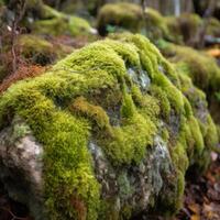 Mossy Rock Texure photo