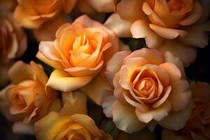 Pink Rose Texture Background photo