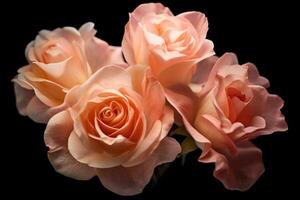 Pink Rose Texture Background photo