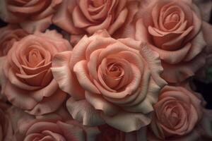 Pink Rose Texture Background photo