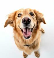 a golden retriever is looking up at the camera generative AI photo