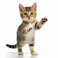 a kitten is standing on its hind legs with its paws up in the air generative AI photo