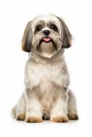 a shih tzu dog sitting in front of a white background generative AI photo