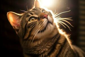 a tabby cat looking up at the sun generative AI photo