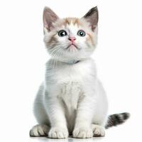 a white and brown kitten sitting on a white background generative AI photo