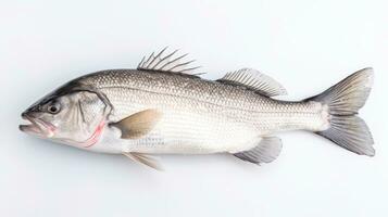 A fresh sea bass fish isolated on white background. Sea bass fish. Generative Ai photo