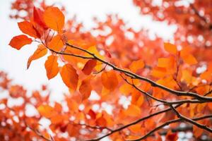 un cerca arriba de un árbol rama con rojo hojas generativo ai foto