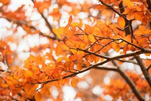 un cerca arriba de naranja hojas en un árbol generativo ai foto