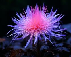 a purple flower with pink petals generative ai photo