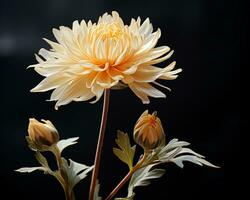 a single yellow flower in a vase on a black background generative ai photo