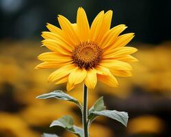 a single yellow sunflower in a field of yellow flowers generative ai photo