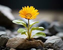 a small yellow flower growing out of a rock generative ai photo