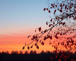 un árbol rama con rojo hojas en frente de un puesta de sol generativo ai foto