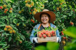 Asian farmer woman holding fresh rambutan in a wooden crate at the rambutan garden. Organic fruit agriculture concept. photo