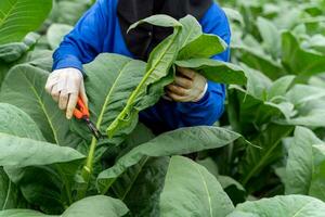 cerca arriba mano de agricultores utilizar jardinero poda a cuidando para el crecimiento de tabaco plantas. foto