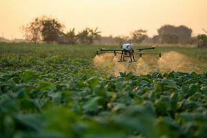 agrícola drones son en el camino a rociar fertilizante en tabaco campos. foto