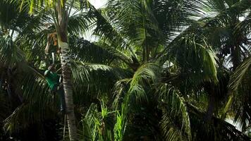 Man on the palm cutting down its branches video