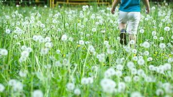 Child walking among dandelions video