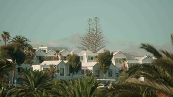 blanco casas en medio de lozano palma arboles video
