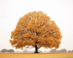 un imagen de un solitario árbol en el medio de un campo generativo ai foto