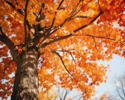 an image of an orange tree in the fall generative ai photo