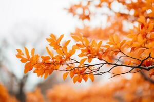 un naranja árbol rama con hojas en eso generativo ai foto