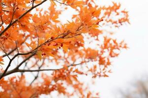 an orange tree with red leaves against a white sky generative ai photo