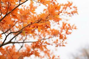 un naranja árbol con rojo hojas en contra un blanco cielo generativo ai foto