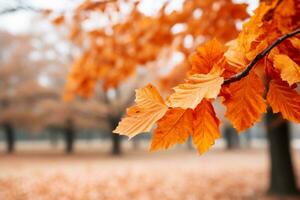 autumn leaves on a branch in a park generative ai photo