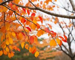 autumn leaves on a tree branch in a park generative ai photo