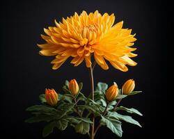 orange chrysanthemum flower on black background generative ai photo