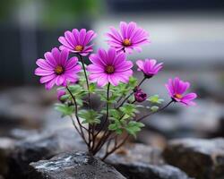 púrpura flores creciente fuera de rocas en un jardín generativo ai foto