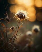 the sun is setting over a field of dry plants generative ai photo