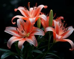 three pink lilies with water droplets on them generative ai photo