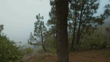 A view on a misty slope between pine trunks video