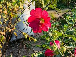 rojo común malva. latín nombre malva yo flores brillar debajo el rayos de el Dom. foto