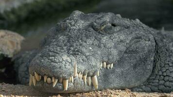 Crocodile with big teeth video