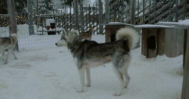 Husky dogs in open-air cage, winter shot video